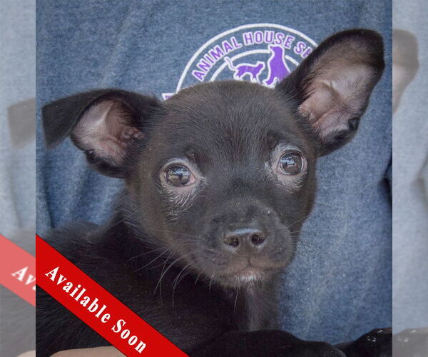 Medium Photo #1 Chiranian Puppy For Sale in Huntley, IL, USA