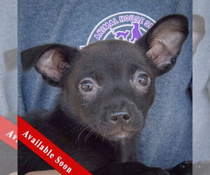 Chiranian Dogs for adoption in Huntley, IL, USA
