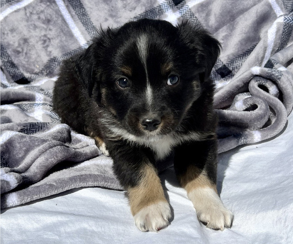 Medium Photo #1 Miniature Australian Shepherd Puppy For Sale in BEATTY, OR, USA