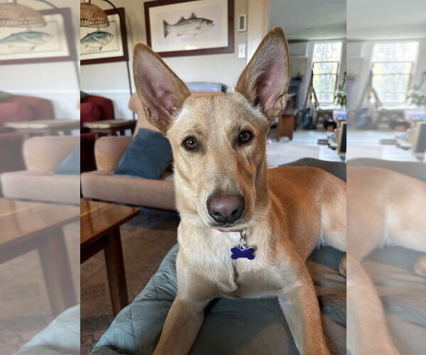 Medium Photo #17 German Shepherd Dog-Unknown Mix Puppy For Sale in Oak Bluffs, MA, USA