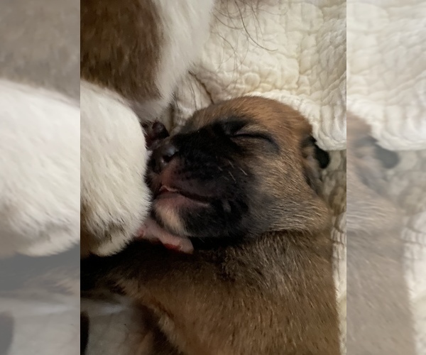 Medium Photo #10 Saint Berdoodle-Saint Bernard Mix Puppy For Sale in BEAVER FALLS, PA, USA