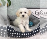 Small #2 Maltipoo (Toy)