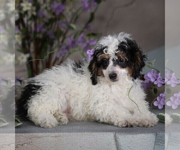Medium Photo #3 Poodle (Miniature) Puppy For Sale in MILLERSBURG, PA, USA