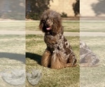 Small Photo #1 Poodle (Standard) Puppy For Sale in NEWMAN, CA, USA