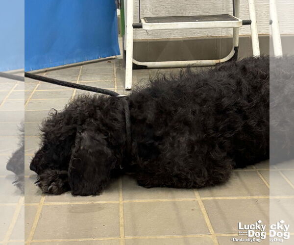 Medium Photo #3 Mutt Puppy For Sale in Washington, DC, USA