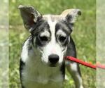 Small Huskies  Mix