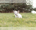 Small #6 French Bulldog