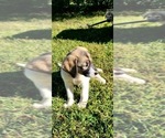 Small Photo #4 Anatolian Shepherd-Great Pyrenees Mix Puppy For Sale in FRANKLIN, GA, USA