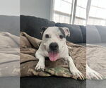 Small #1 American Pit Bull Terrier