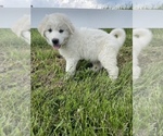 Small Photo #6 Great Pyrenees Puppy For Sale in CANOGA, NY, USA