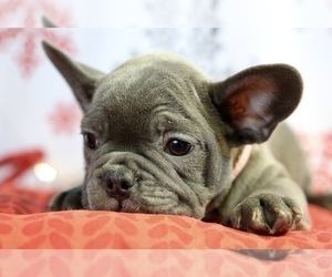 French Bulldog Puppy for sale in BROOKLYN, NY, USA