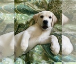 Small Photo #3 Labrador Retriever Puppy For Sale in MINOCQUA, WI, USA