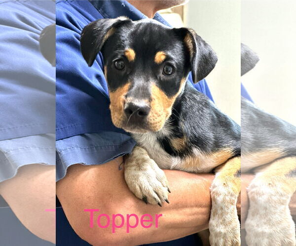 Medium Photo #2 Mutt Puppy For Sale in Wakefield, RI, USA