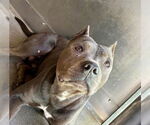 Small #1 American Pit Bull Terrier