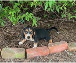 Small #16 Beagle