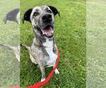 Small #1 Anatolian Shepherd Mix