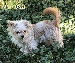 Father of the Chorkie-Yorkshire Terrier Mix puppies born on 12/25/2025