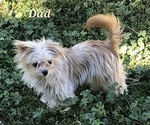 Small Photo #1 Chorkie-Yorkshire Terrier Mix Puppy For Sale in PARMA, ID, USA