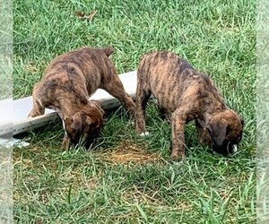 Boxer Puppy for sale in BLUFFTON, IN, USA