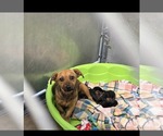 Small #3 Dachshund Mix
