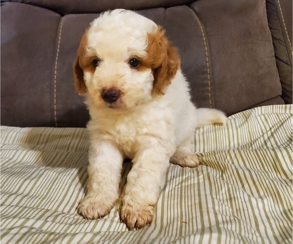 Medium Photo #23 Bernedoodle (Miniature) Puppy For Sale in LEETONIA, OH, USA