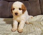 Small #22 Bernedoodle (Miniature)