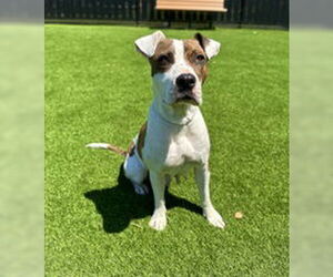 American Pit Bull Terrier Dogs for adoption in Salinas, CA, USA
