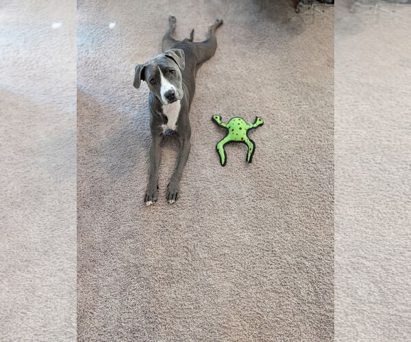 Medium Photo #7 Mutt Puppy For Sale in Greenville, SC, USA