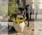Small #8 American Pit Bull Terrier-Labrador Retriever Mix