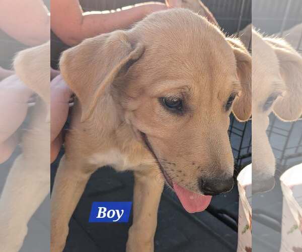 Medium Photo #1 Labrador Retriever-Unknown Mix Puppy For Sale in Sheboygan, WI, USA