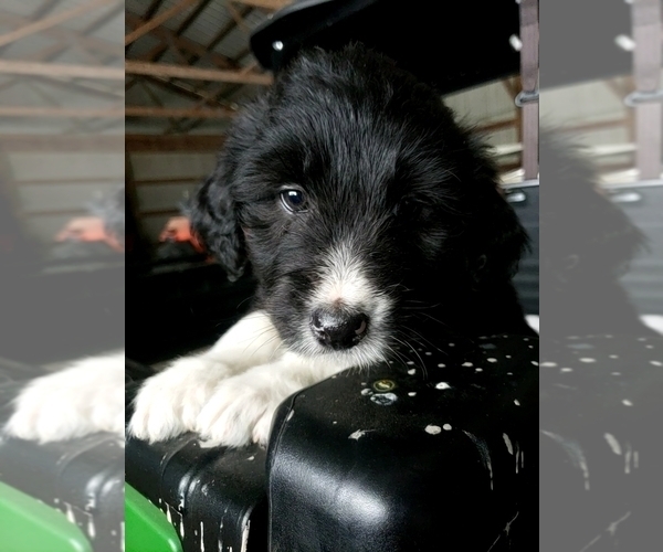 Medium Photo #7 Aussiedoodle Puppy For Sale in DERBY, IA, USA