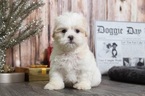 Small Photo #2 Zuchon Puppy For Sale in BEL AIR, MD, USA