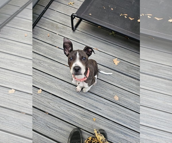 Medium Photo #1 Mutt Puppy For Sale in Catasauqua, PA, USA