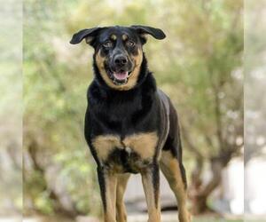 Rottweiler-Unknown Mix Dogs for adoption in Las Vegas, NV, USA
