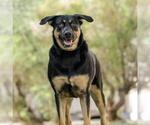 Small Rottweiler Mix