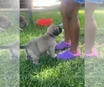 Small Photo #2 Mastiff Puppy For Sale in HOUSTON, TX, USA