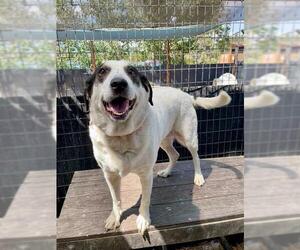 Labrador Retriever-Treeing Walker Coonhound Mix Dogs for adoption in Frisco, CO, USA