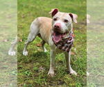 Small #3 American Pit Bull Terrier