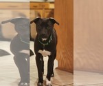 Small #10 Border Collie Mix