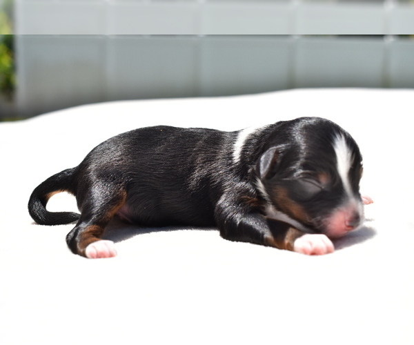 Medium Photo #1 Miniature Australian Shepherd Puppy For Sale in PALM COAST, FL, USA