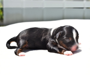 Miniature Australian Shepherd Puppy for sale in PALM COAST, FL, USA