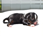 Small Miniature Australian Shepherd