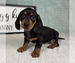 Small #1 Dachshund