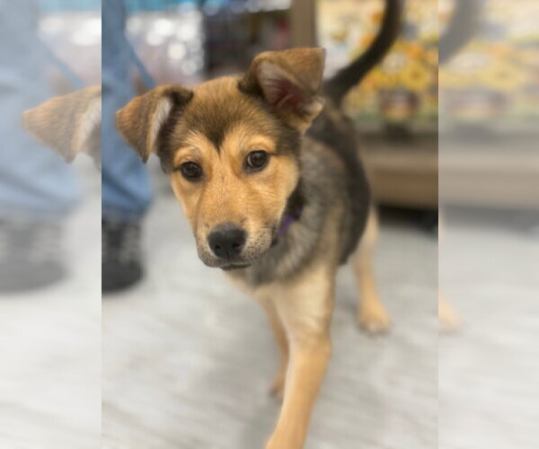 Medium Photo #10 Golden Retriever-Unknown Mix Puppy For Sale in Gilberts, IL, USA