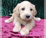 Puppy 3 Labradoodle