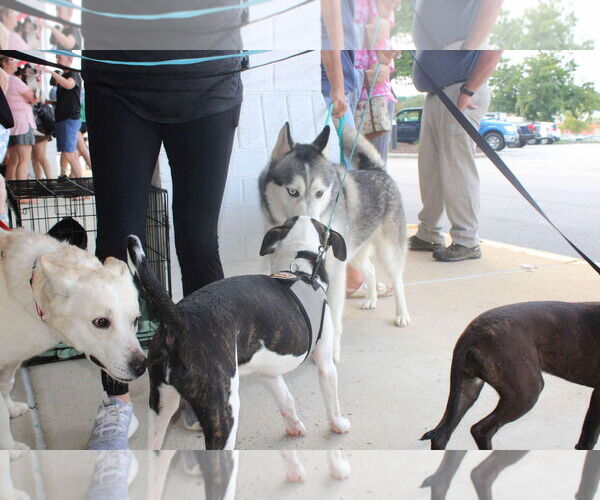 Medium Photo #6 Staffordshire Bull Terrier-Unknown Mix Puppy For Sale in Holly Springs, NC, USA