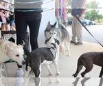 Small #5 Staffordshire Bull Terrier Mix