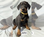 Small #1 Doberman Pinscher