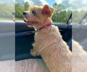 Lucy - Female Mutt Dog for Adoption - Photo #6