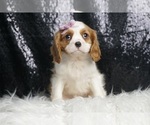 Puppy Zuri AKC Cavalier King Charles Spaniel